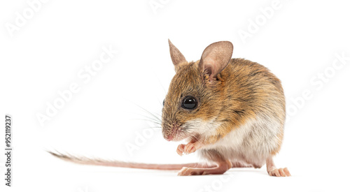 Spinifex hopping mouse, Notomys alexis, washing its muzzle with its paws photo