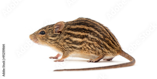 Barbary striped grass mouse, Lemniscomys barbarus, standing on a white background photo