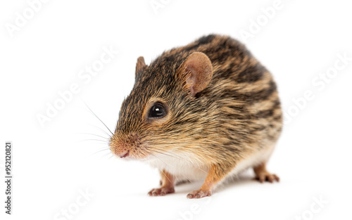 Barbary striped grass mouse, Lemniscomys barbarus, standing on white background