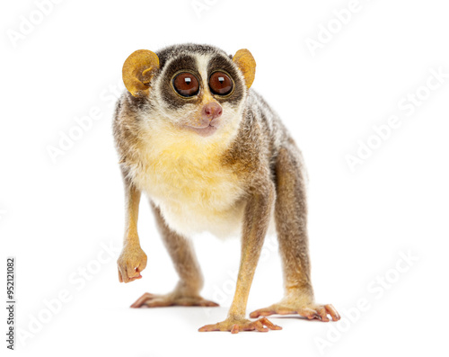 Gray slender loris, Loris lydekkerianus, standing and looking away, isolated on white photo