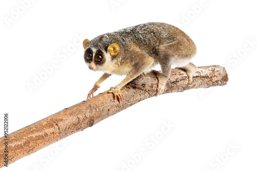 Obraz na plátně Gray slender loris, Loris lydekkerianus, carefully balancing on a branch, its la