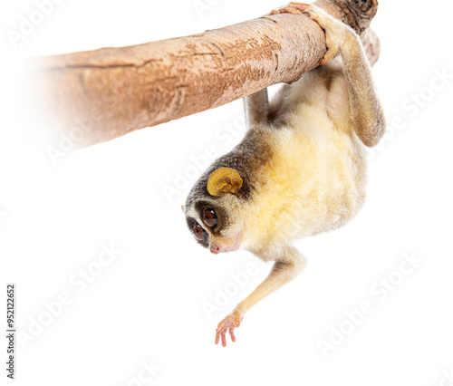 Gray slender loris, Loris lydekkerianus, carefully balancing on a branch, its large eyes gazing intently photo