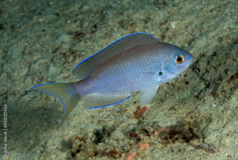 Blue damsel Pomacentrus pavo, Raja Ampat Indonesia. Blue damsel Pomacentrus pavo, Raja Ampat Indonesia.