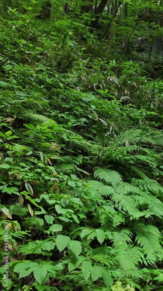 深い森　森林　うっそうとした雰囲気　そよ風　イメージ　縦向き　縦型動画　SNS　サイネージ