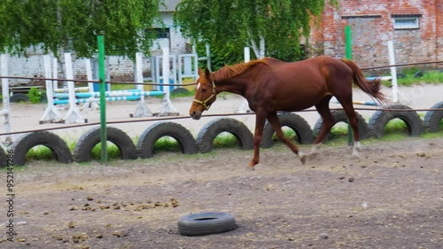 A graceful chestnut horse trotting in the riding arena at a sunny countryside stable in late spring