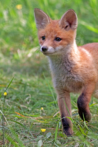 Obraz na plátně red fox in the grass