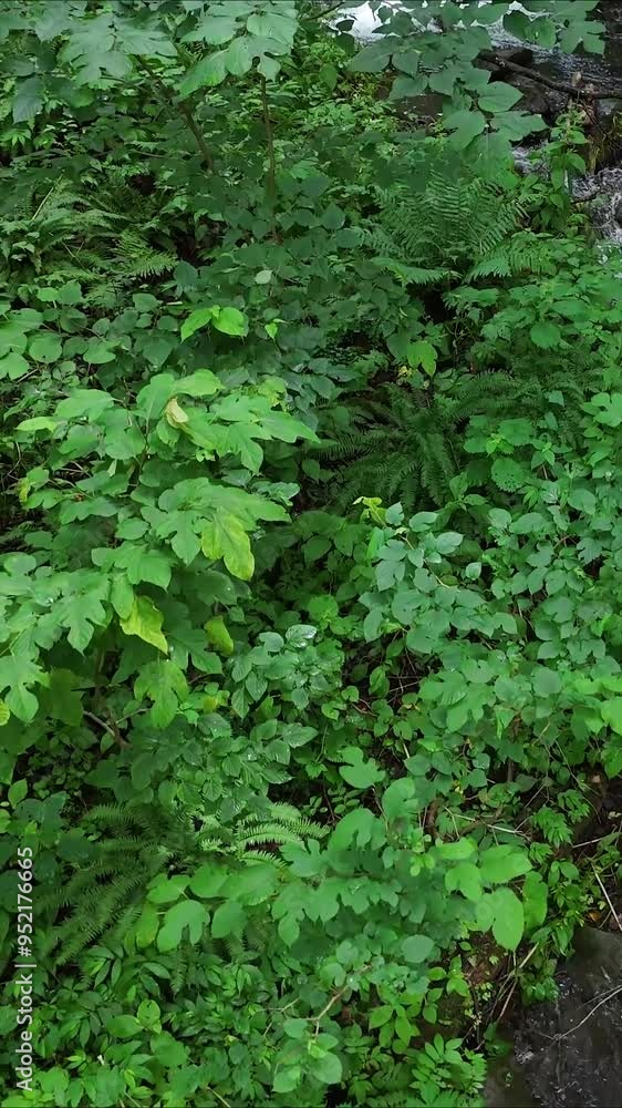 深い森　森林　うっそうとした雰囲気　そよ風　イメージ　縦向き　縦型動画　SNS　サイネージ