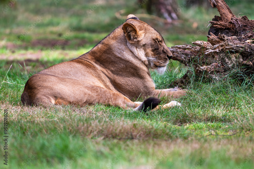 lion and lioness lion and lioness