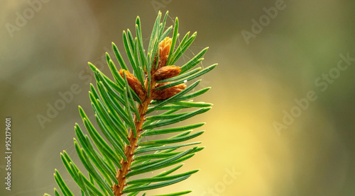 Valokuva New Year's close-up of a coniferous branch on a blurred, yellow-green bokeh background