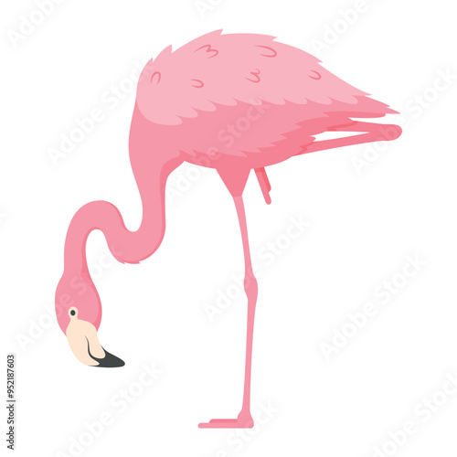 Elegant flamingo gracefully foraging while standing alone on one leg in a serene setting with a white background