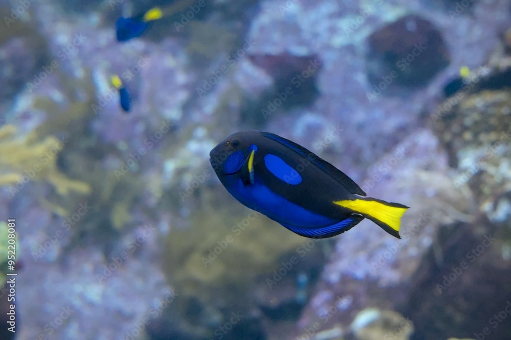 Poisson chirurgien bleu Poisson chirurgien bleu