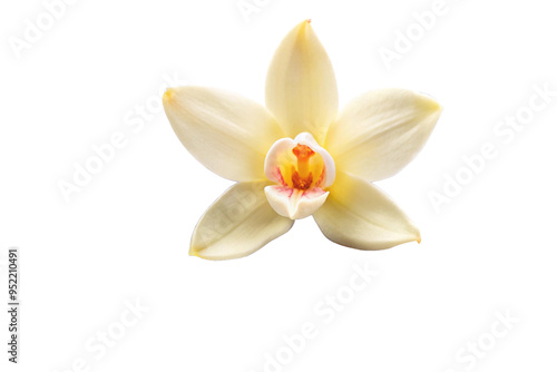 Vanilla flower pods and sticks isolated on a white background