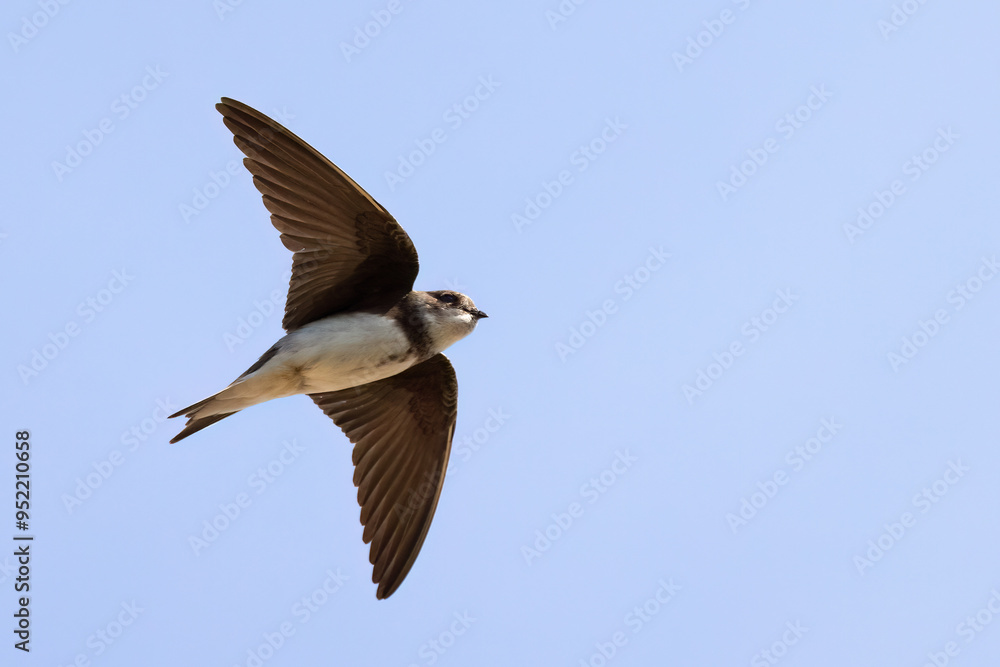 Obraz premium Collared Sand Martin