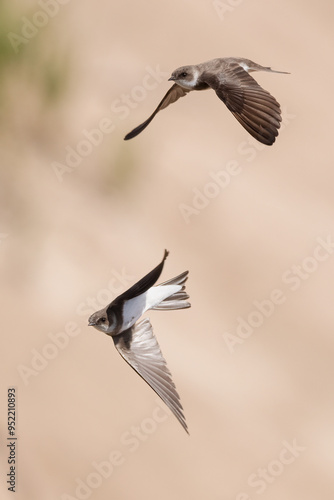 Collared Sand Martin