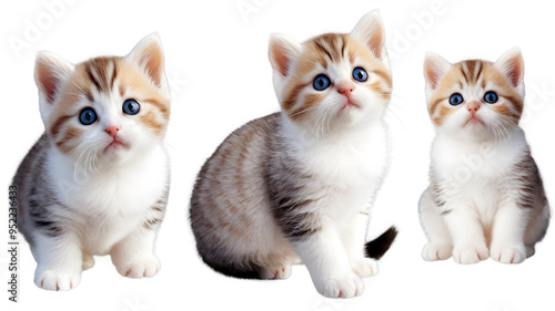 Wallpaper Mural group of cats, group of kittens, group of cats isolated Torontodigital.ca