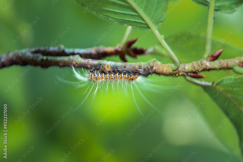 Fototapeta premium A small, fuzzy caterpillar(Manulea hokopo) with orange and white markings clings to a green twig. Its long, silky hairs provide excellent camouflage. Wulai, Taiwan.
