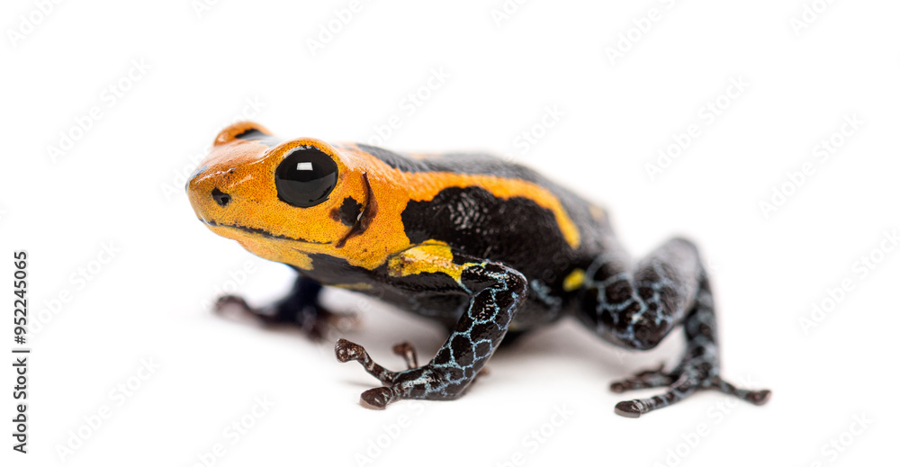 Obraz premium Vibrant orange and black Mimic Poison Frog, Ranitomeya imitator jeberos, isolated on white