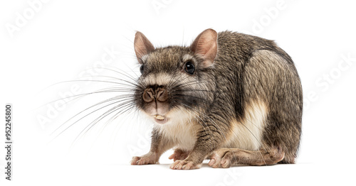 Plains viscacha Lagostomus maximus, looking at the camera, isolated on white photo