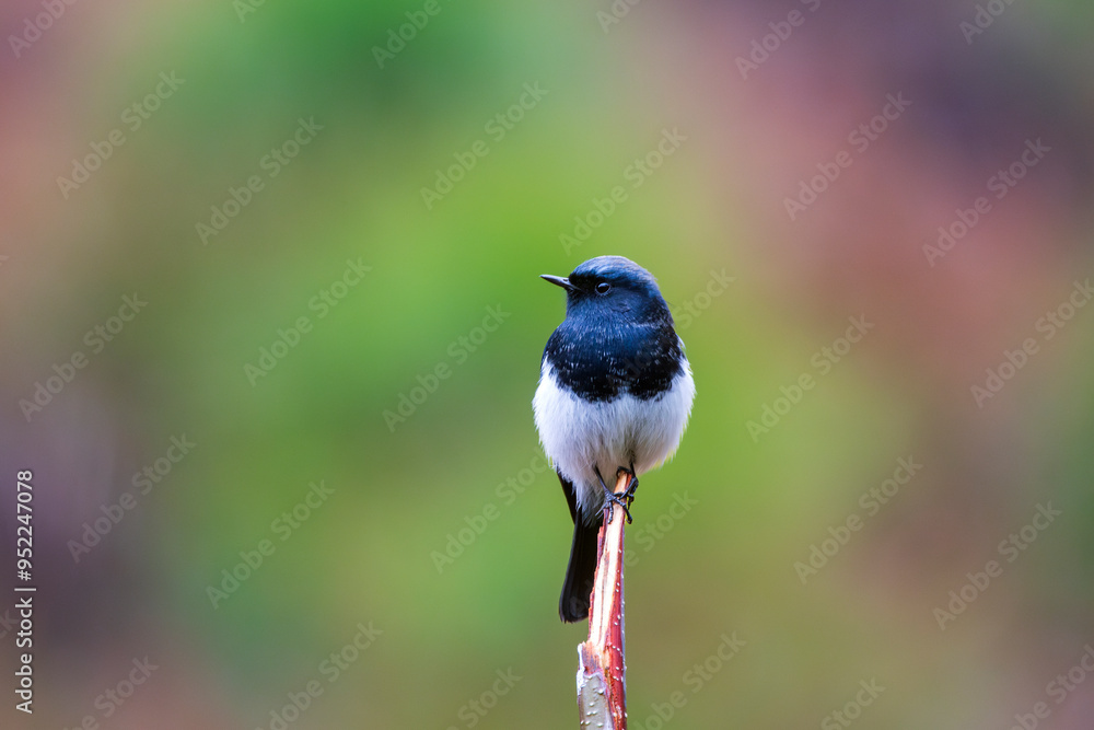 Obraz premium Blue-capped redstart