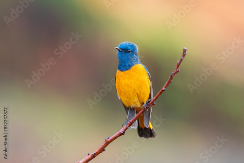 Blue-fronted redstart