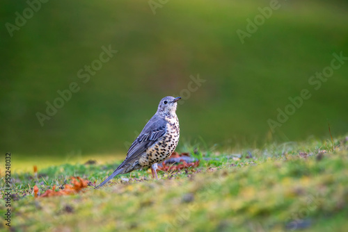 Mistle thrush