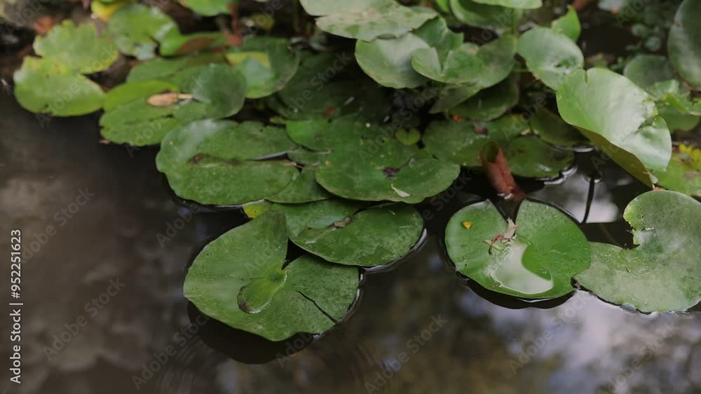 Top view of the koi fish swimming in a pond under a green lotus pad in a koi pond during daytime Top view of the koi fish swimming in a pond under a green lotus pad in a koi pond during daytime