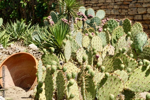 The cactus garden of Queen Marie of Romania