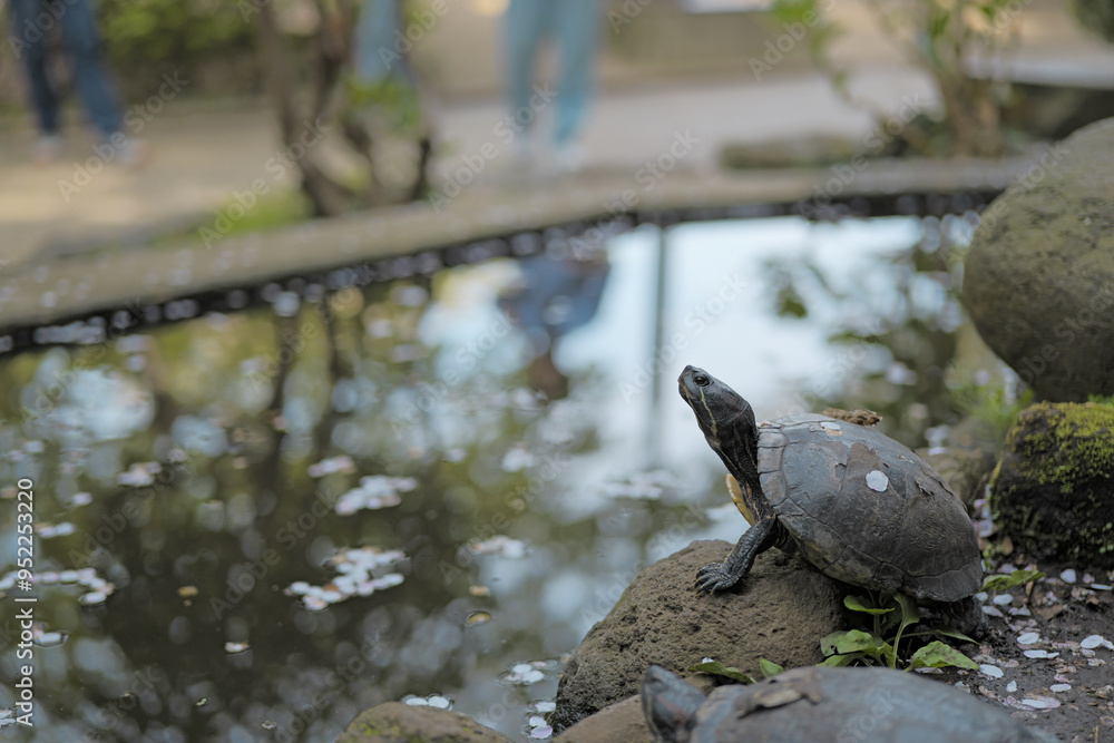 Fototapeta premium 甲羅に桜のついた亀