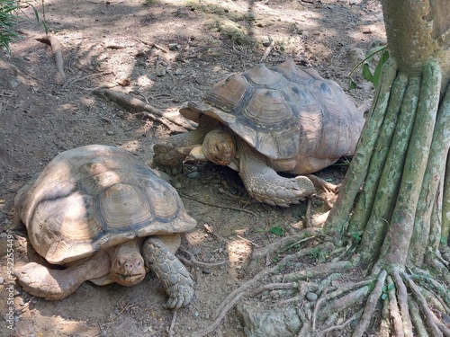 tortoise in Taipei Zoo (Taiwan)