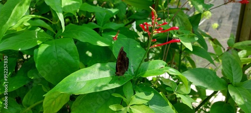 Leaf butterfly in Taipei Zoo (Taiwan)