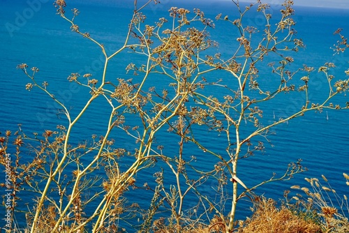 Shore of Kaliakra Flora Detail
