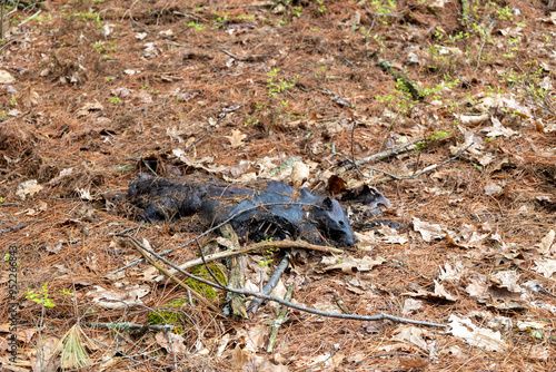 Dead Beaver in the Forest in Massachusetts