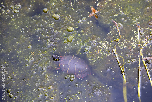 Painted Turtle (Chrysemys picta) in Murky Swamp Water