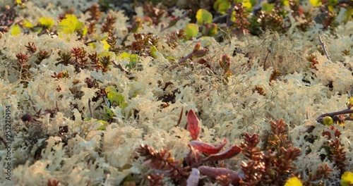 Arctic Tundra lichen moss close-up. Found primarily in areas of Arctic Tundra, alpine tundra, it is extremely cold-hardy. Cladonia rangiferina, also known as reindeer cup lichen. photo