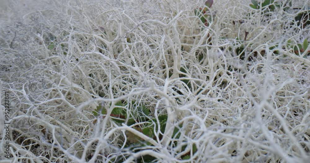 Arctic Tundra. Beautiful Nature Norway natural landscape. Arctic Tundra. Beautiful Nature Norway natural landscape.