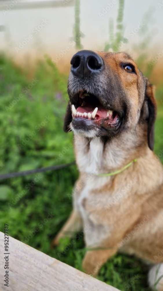 Belgian Malinois and German Shepherd Mix with Nose Up Belgian Malinois and German Shepherd Mix with Nose Up