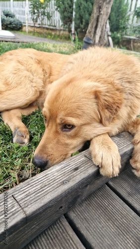 Goldador Chilling In The Garden photo