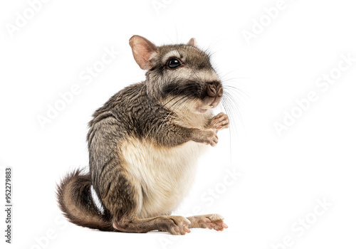 Plains viscacha Lagostomus maximus, looking at the camera On its hind legs and washing its muzzle with its paws photo