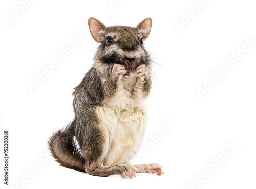 Plains viscacha Lagostomus maximus, looking at the camera On its hind legs and washing its muzzle with its paws photo