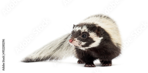 Saharan striped polecat, Ictonyx libycus, isolated on white photo