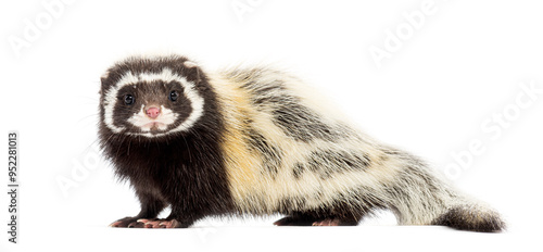 Side view of Saharan striped polecat, Ictonyx libycus, isolated on white photo