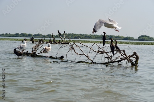 Wildlife of Danube