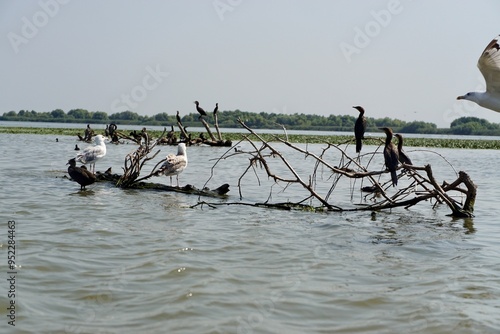 Wildlife of Danube