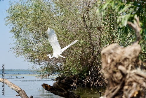 The Great Egret of Danube