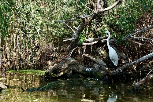 The great Egret of Danube