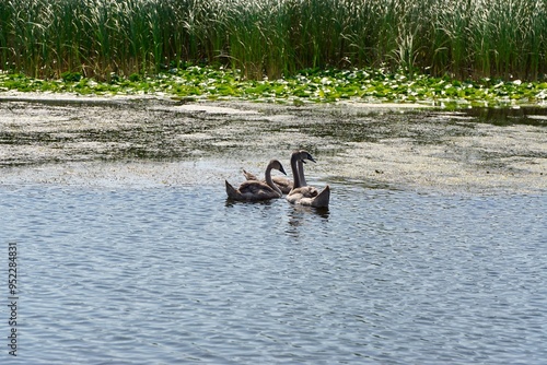 Mute Swan of Danube