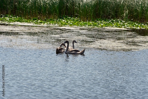 Mute Swan of Danube