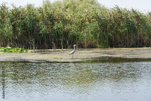 Blue Heron on Danube
