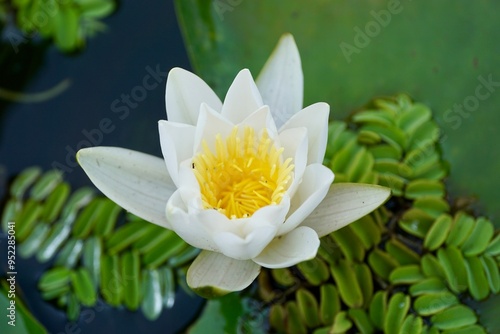White Water Lily on Danube