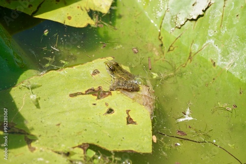 Green Frog in Danube